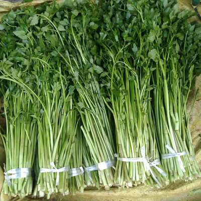 安徽无为特产水芹菜芹菜新鲜采摘