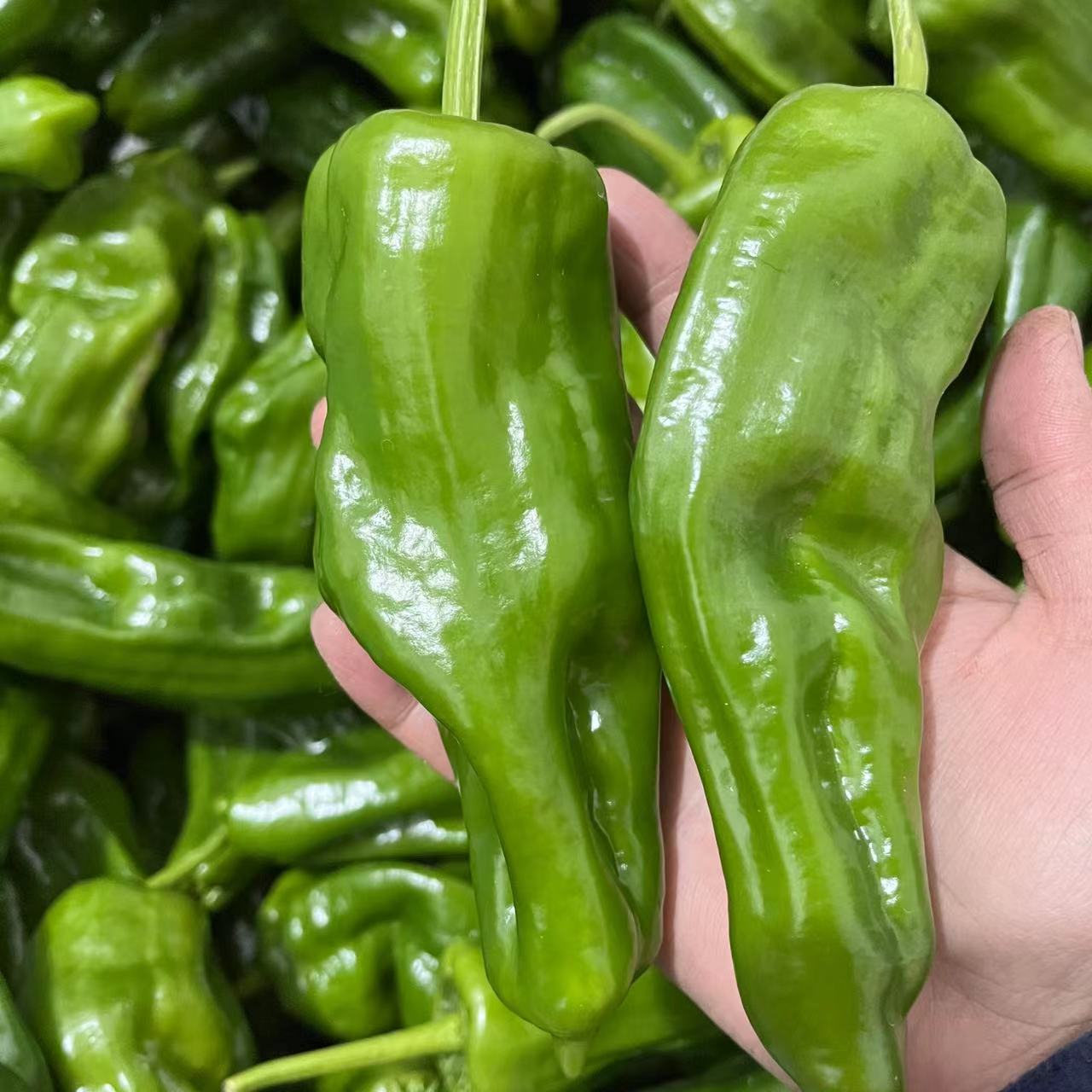 安徽无为特产薄皮螺丝椒新鲜