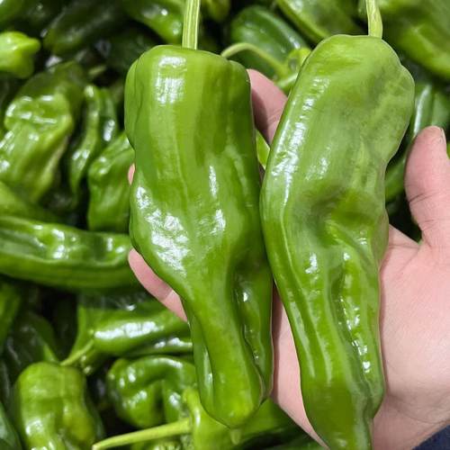 安徽无为特产薄皮螺丝椒新鲜