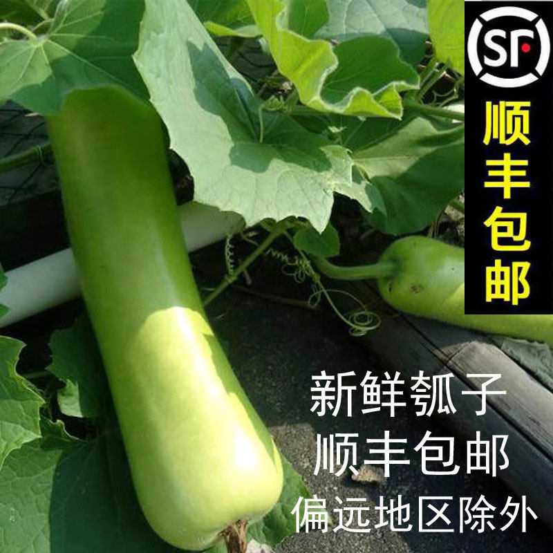 安徽无为农家自种胡子瓠子现摘蔬菜瓠子瓜蒲瓜葫芦瓜新鲜瓠瓜5斤