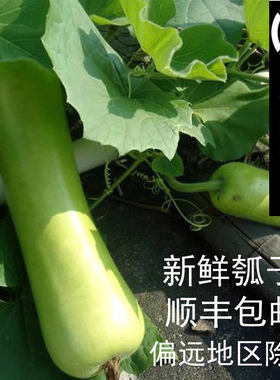 安徽无为特产新鲜瓠子