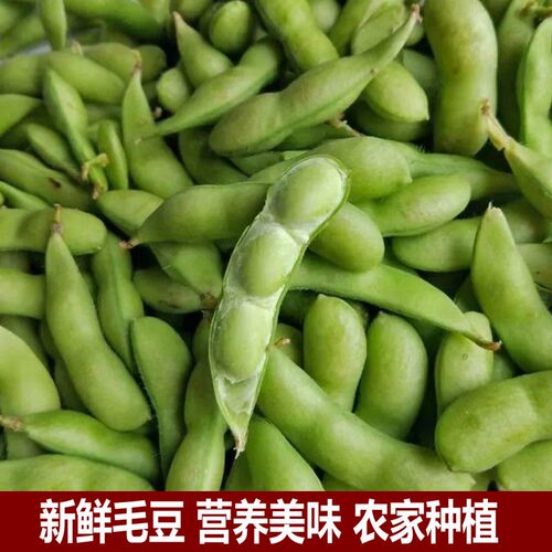 安徽无为特产新鲜毛豆现摘