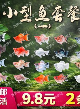 越南原线进口钻石眼玛丽鱼瓷白玛丽柠檬黄玛丽奶牛水墨老虎玛丽鱼