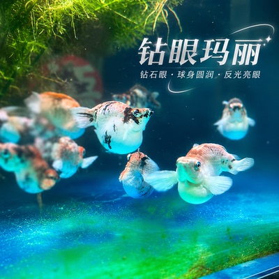 稀有越南钻石玛丽鱼精品苗子小鱼菲律宾水墨奶牛玛丽新手F1鱼苗