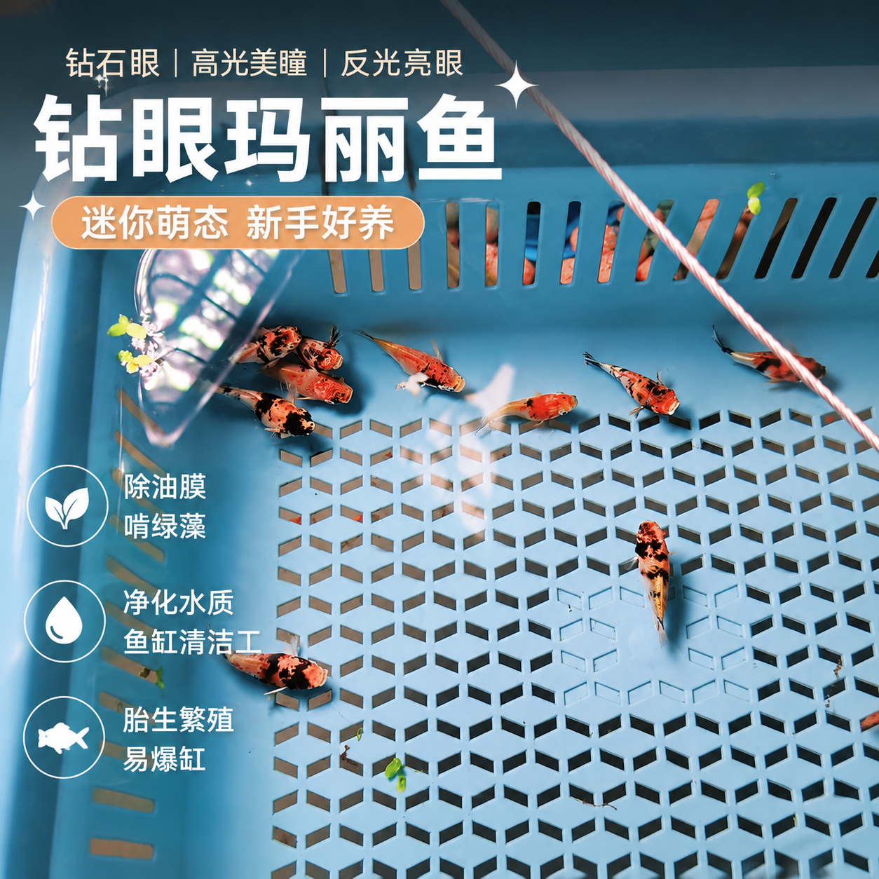 钻眼瓷白玛丽球鱼 精品纯种热带观赏鱼 生态鱼缸耐活好养玛丽鱼苗