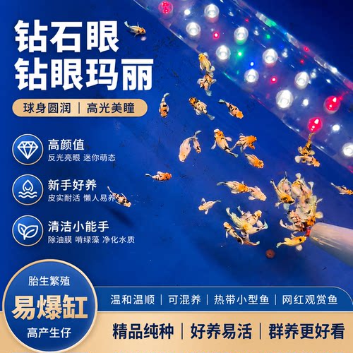 玛丽鱼活体米奇金玛丽银玛丽水宠物鱼新手好养顺丰包邮新手必养