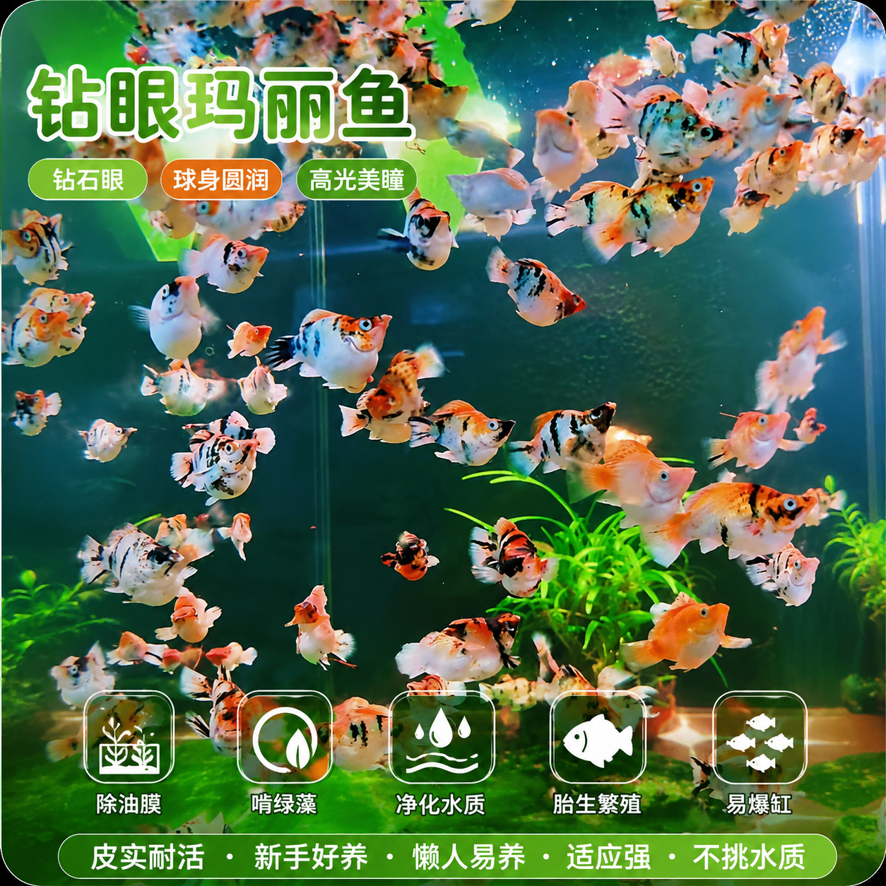 钻眼瓷白玛丽球鱼 精品纯种热带观赏鱼 生态鱼缸耐活好养玛丽鱼苗