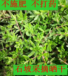 央视同款正宗中药材 垂盆草 食用养肝解毒 可盆栽 露天石坡垂盆草