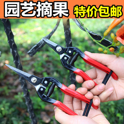 葡萄修枝剪刀园艺采果桔子采果修花摘果稀果剪摘水果神器蔬果工具