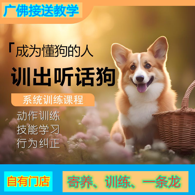 广州佛山猫狗宠物店过年寄养训练长短期代管看护洗涮剪毛接送服务