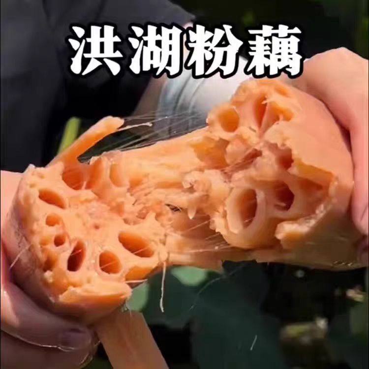 洪湖粉藕炖汤莲藕湖北特产新鲜现挖九孔桂煲汤花糯米红糖藕带泥发