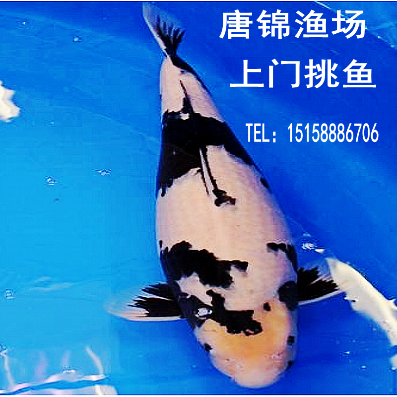 杭州锦鲤渔场纯种日本锦鲤活体鱼苗白写锦鲤黑白锦鲤鱼缸包活