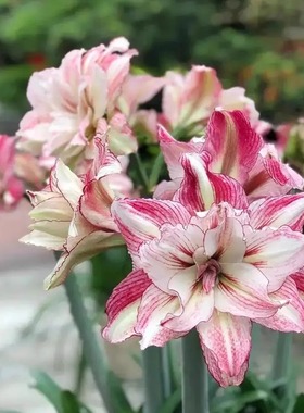 澳洲朱顶红安吉拉双黄斯嘉丽梦幻双绿第九章爱瞳另类女孩孤宝台朱