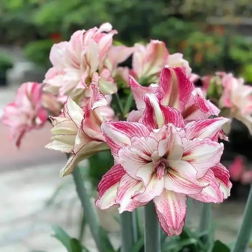 澳洲朱顶红庭院阳台盆栽