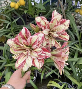 直播间一物一拍链接拍下前联系客服