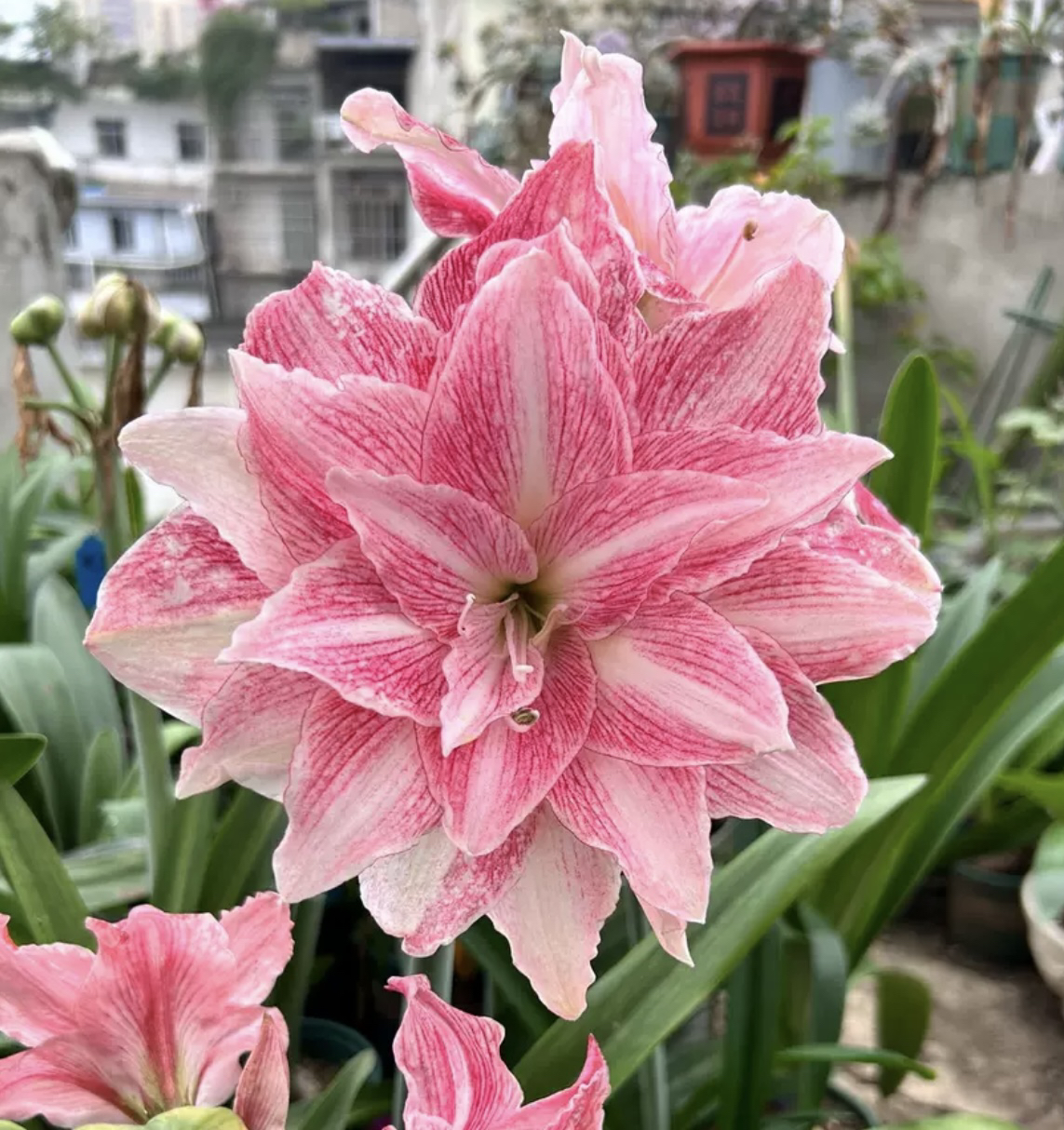 裸球苗专拍笑脸蜂鸟安吉拉气质美女蔓越莓