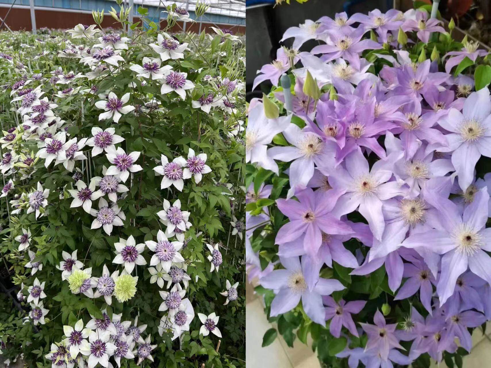 铁线莲f系 新幻紫昼天使小绿大河乌托邦倒影市长庭院阳台爬藤植物