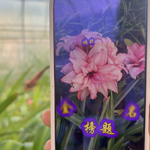 金榜题名朱顶红直径2cm