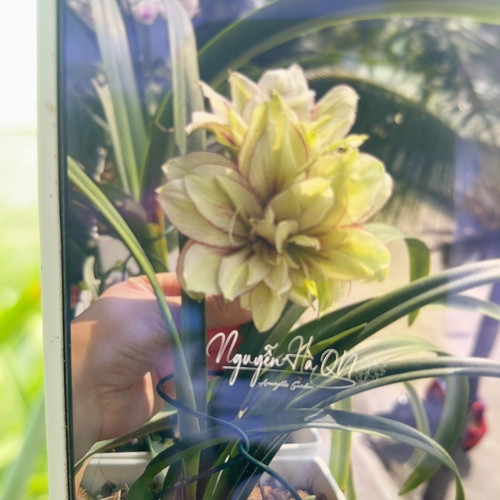 三凤蝶朱顶红直径1.5-2