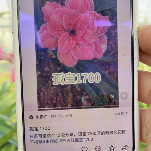 孤宝1700 2-2.5加粉红海盗3cm