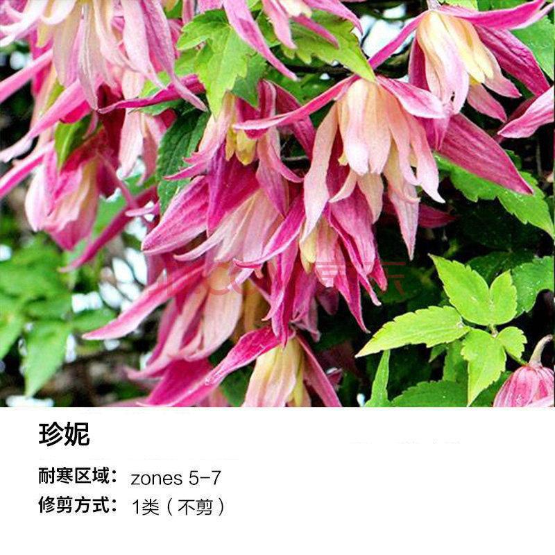 长瓣铁线莲梅尔维尔塞西尔粉色秋千粉红玛卡珍妮拉古紫梦柠檬之梦