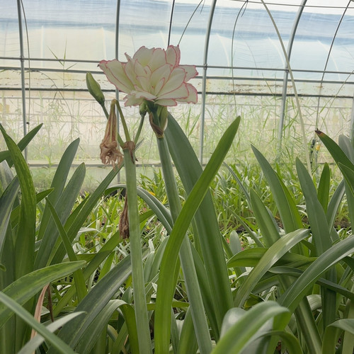 pipi朱顶红直径2cm 2颗