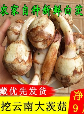 云南农家自种现挖慈姑新鲜白茨菇粉糯茨菰大慈姑白马蹄蔬菜紫茨菇