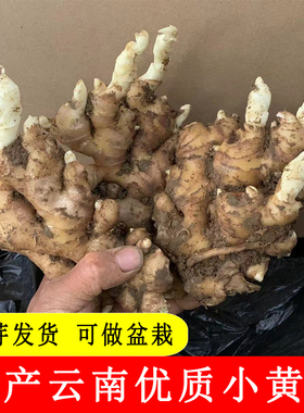 农家自种生姜优质带芽云南小黄姜老品种高产芽姜大姜发芽姜老姜