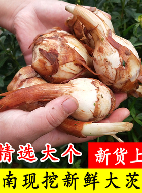 云南农家慈姑茨菰新鲜白茨菇白马蹄芽菇现挖蔬菜农家自种大慈菇