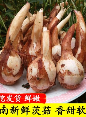 云南新鲜白茨菇粉糯大慈姑茨菰白马蹄荸荠新鲜蔬菜燕尾菇芽菇特产