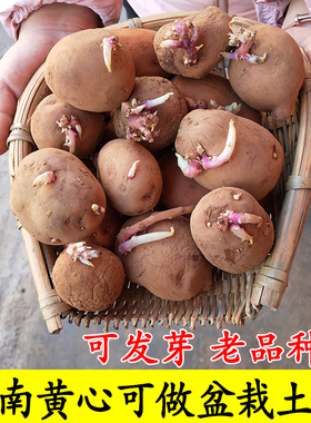 云南可发芽黄心土豆催芽老品种红皮大洋芋脱毒早熟优质高产马铃薯