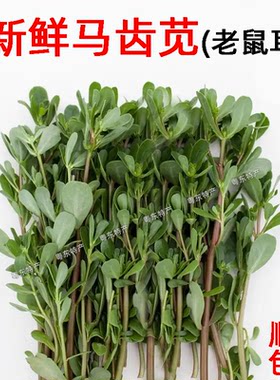 现摘现发新鲜蔬菜马齿笕老鼠耳