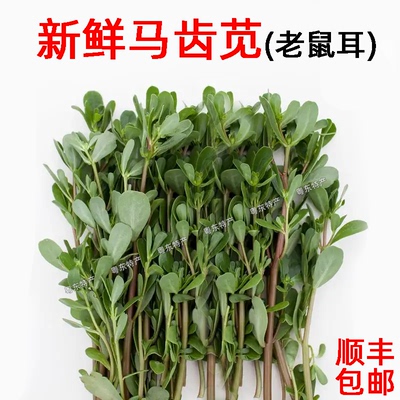 现摘现发新鲜蔬菜马齿笕老鼠耳