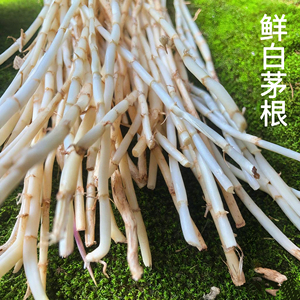 四川野生去皮新鲜白茅根