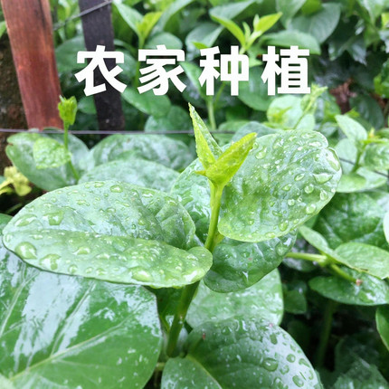 农家新鲜大叶木耳菜当季绿色蔬菜汤菜青菜火锅菜染浆叶两斤