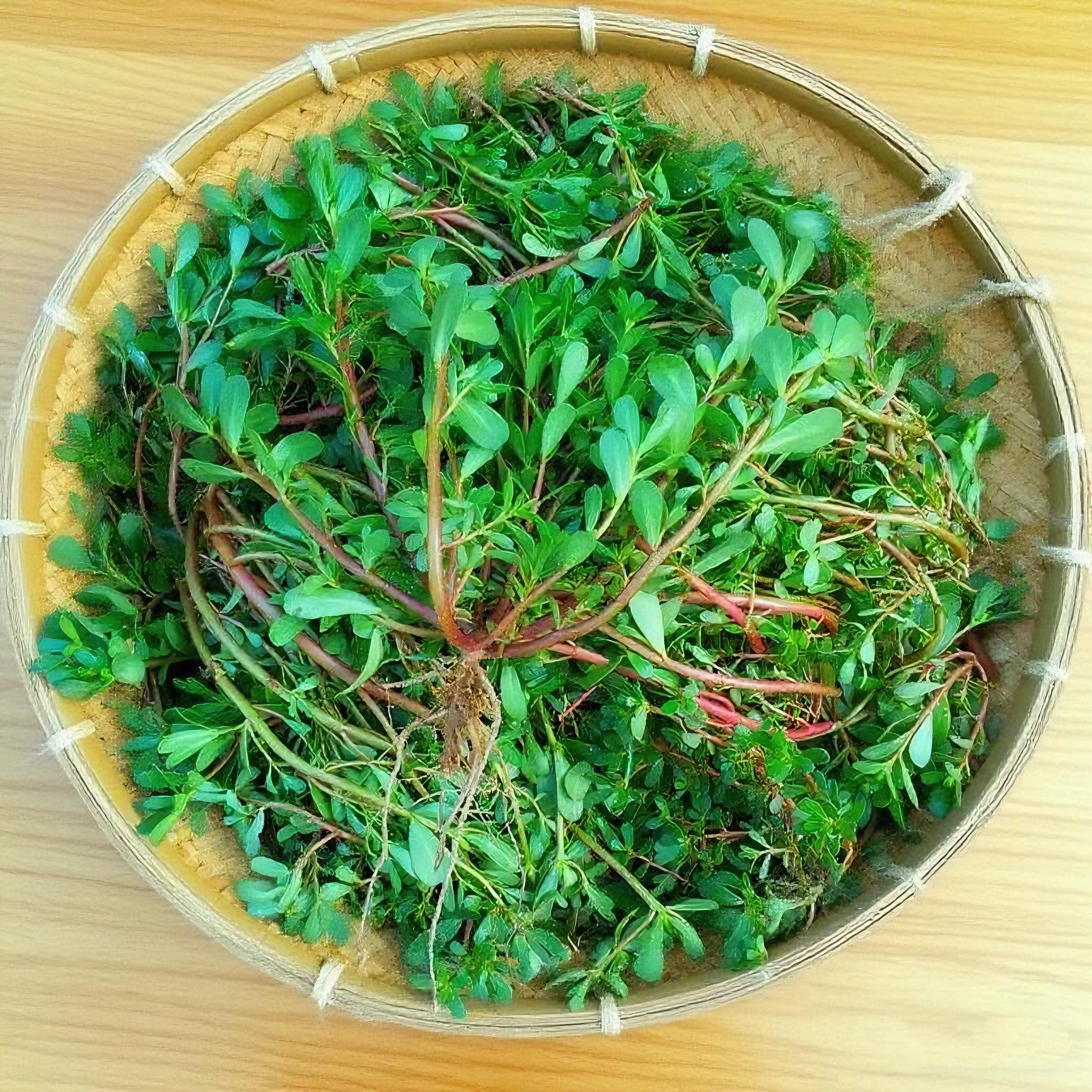 新鲜农家自种马齿苋绿色野菜