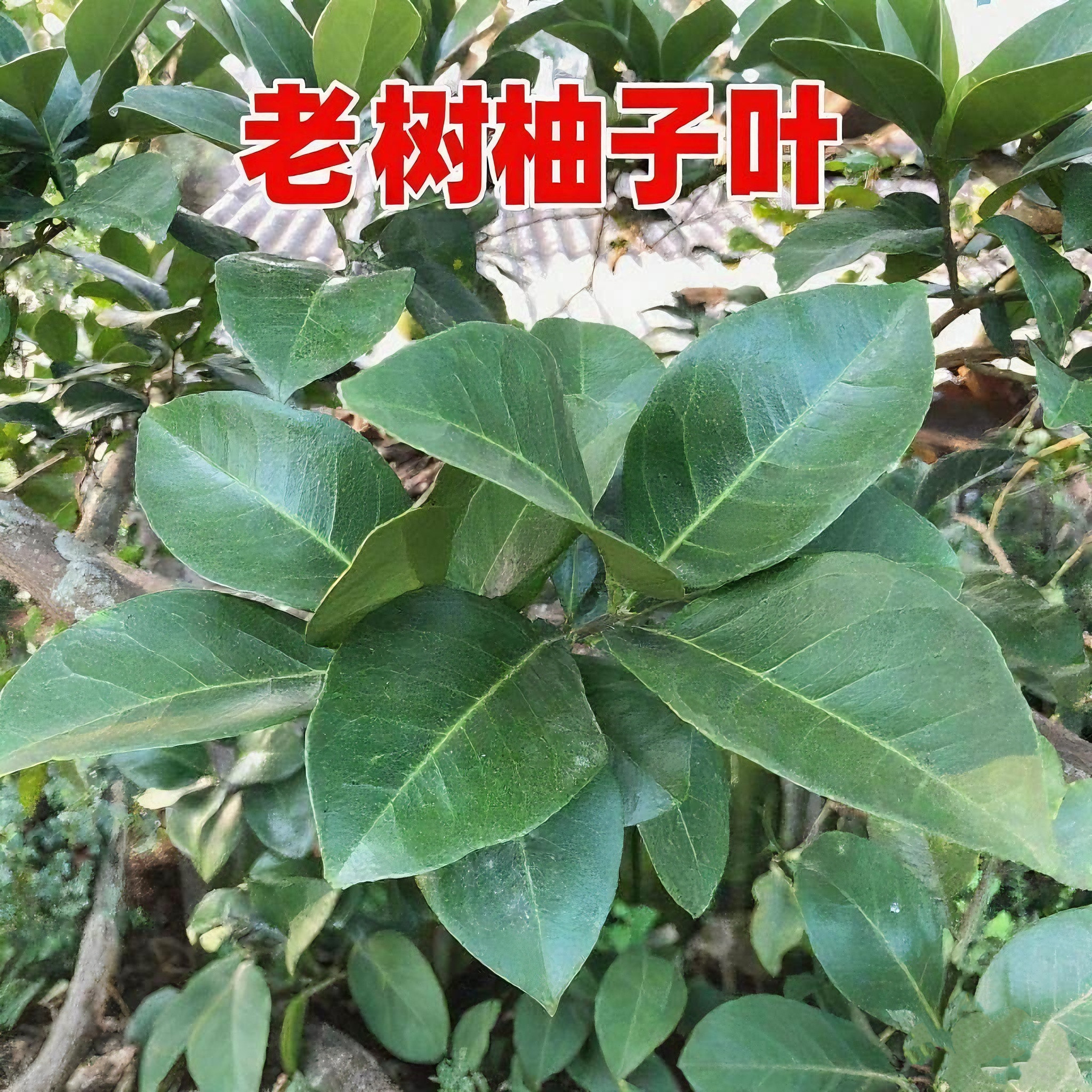 四川新鲜现摘现发老树柚子叶树叶洗澡带枝条树叶