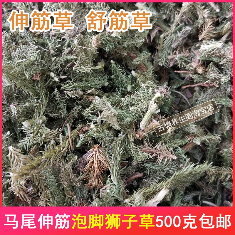 伸筋草舒筋草通筋草大伸筋石松马尾生筋狮子草可与红花老艾叶泡脚