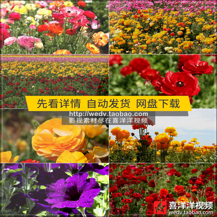 c511春天鲜花盛开春暖花开鲜艳花朵枝头唯美自然高清