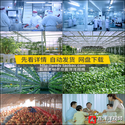 J022绿色新鲜蔬菜养鸡场消毒检测土鸡肉小米安全食品生产视频素材