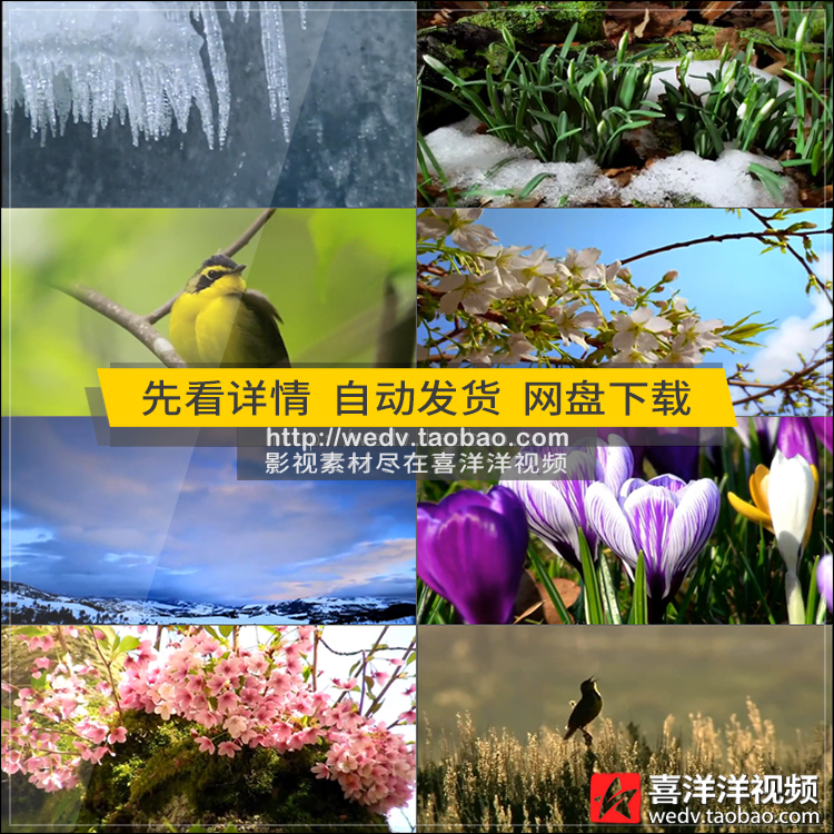 c014春天春暖花开大自然冰雪融化万物复苏鲜花盛开高清视频素材