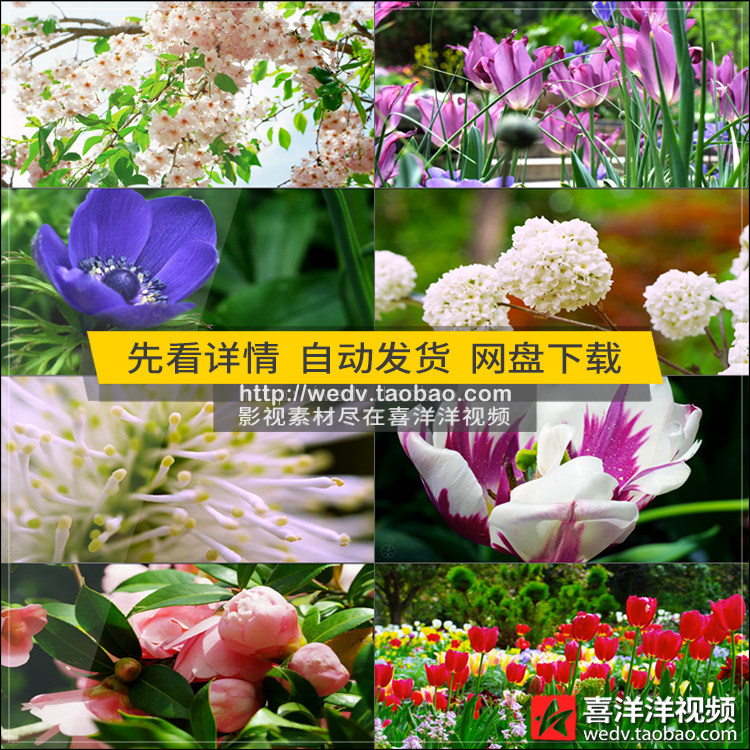 c042鲜花盛开春暖花开春天阳光唯美蝴蝶鲜艳花朵自然