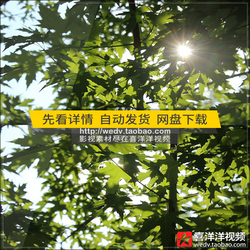 C061唯美小清新森林阳光穿透树叶空镜头树林清晨高清实拍视频素材
