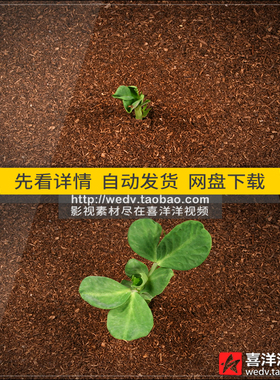 C070种子在土壤里发芽生长大自然绿色植物绿叶励志高清视频素材