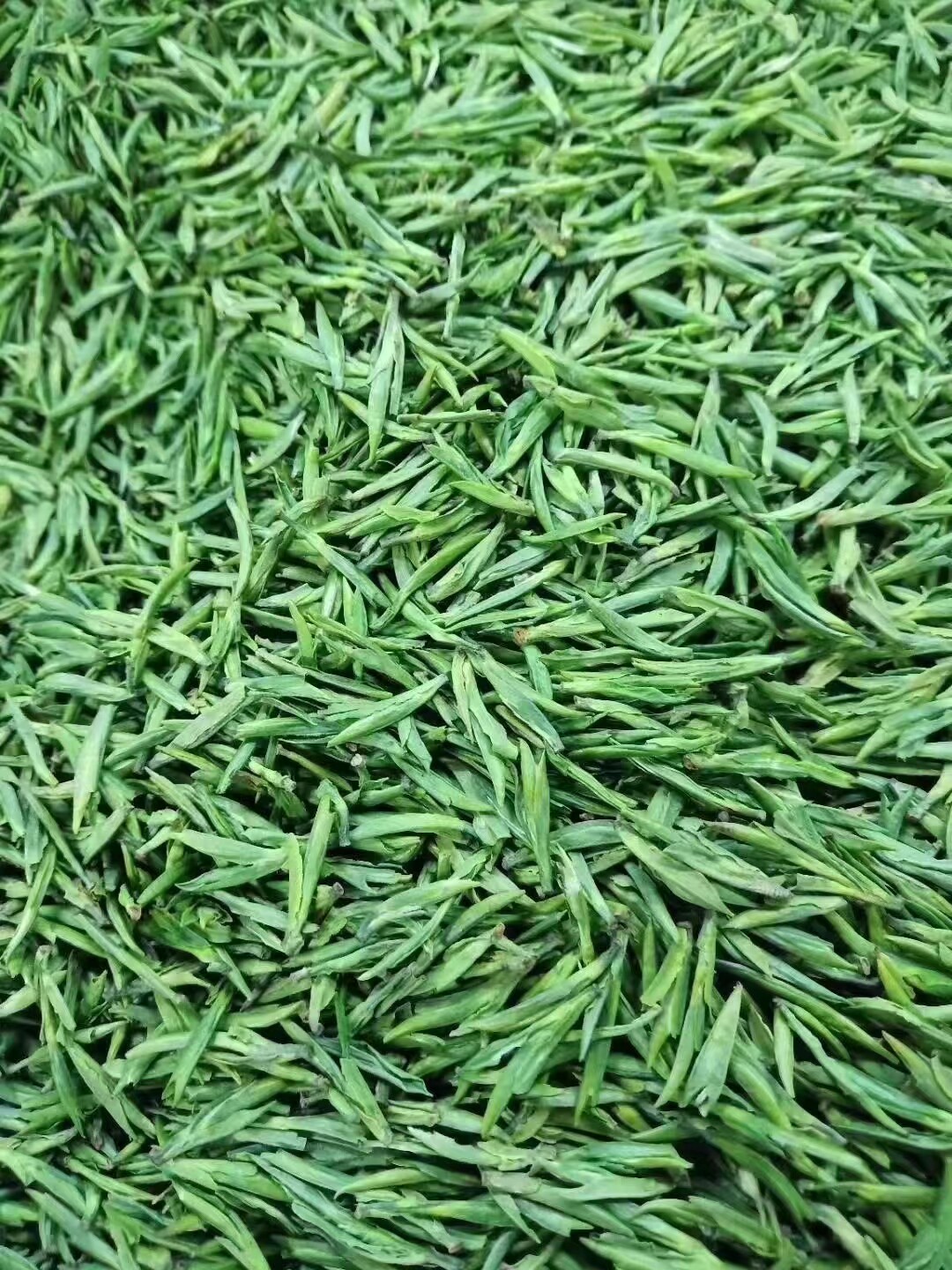 武义宣平特产明前新茶绿茶高山野生100克包邮