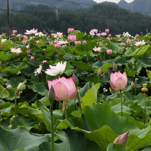 武义宣平特产宣莲干货农家自产带芯带皮血莲红莲贡莲500g包邮