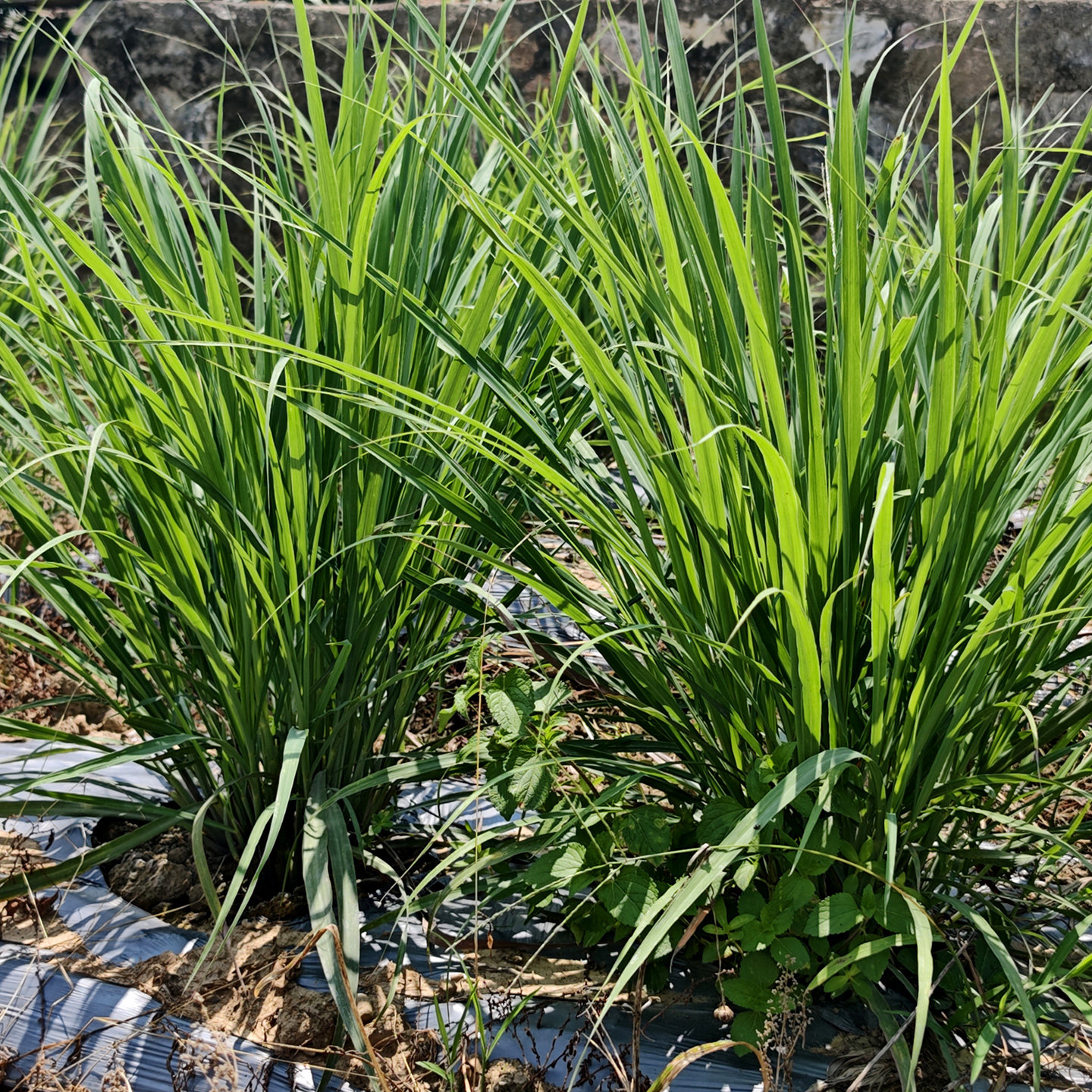 云南香茅草新鲜柠檬草泡茶泡水喝养生茶食用鱼香草泰国品种带叶子