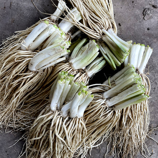 新鲜撇菜根3斤/5斤/8斤 云南苤菜根德宏佤味牛皮菜根1斤2斤大韭菜