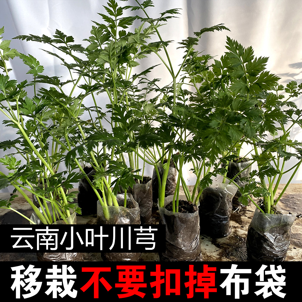 云南小叶川芎可食用蔬菜带根绿植川芎叶子川芎根阳台庭院种植芽苗