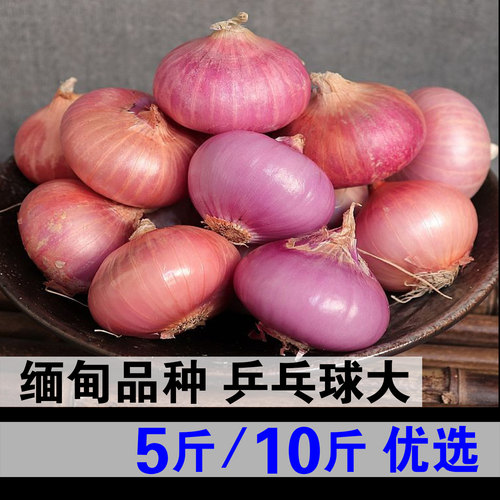 缅甸品种小洋葱 云南紫皮洋葱 新鲜蔬菜德宏红皮洋葱头干葱毛葱